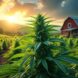 découvrez la ferme du cbd et explorez une gamme de produits naturels au cbd pour améliorer votre bien-être au quotidien. qualité, transparence et conseils experts vous attendent.