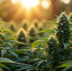 explorez les vertus des fleurs de cbd premium cultivées en intérieur : pureté, qualité supérieure et bien-être naturel au rendez-vous. profitez des meilleurs bienfaits du cbd grâce à une culture maîtrisée.
