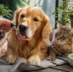 découvrez comment le cbd peut soulager naturellement les maux de vos animaux, en améliorant leur bien-être et leur qualité de vie grâce à ses propriétés apaisantes.